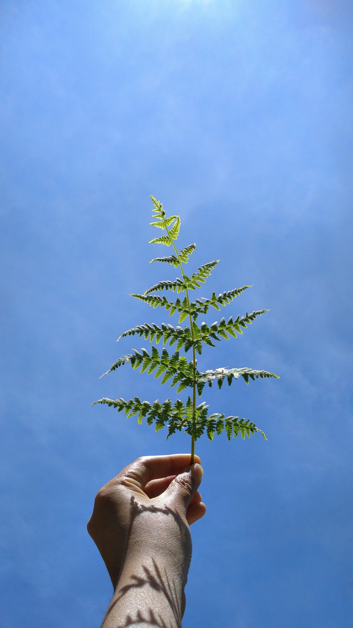 Sustainable